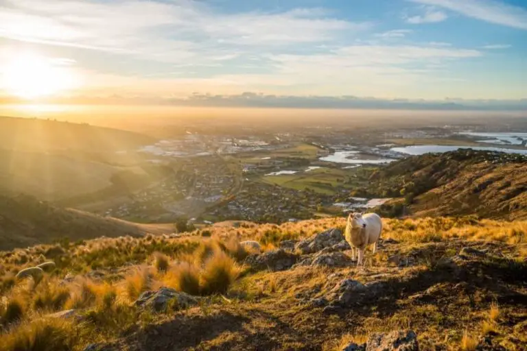 Moving To New Zealand in 2024: Things To Know and 16 Mistakes To Avoid