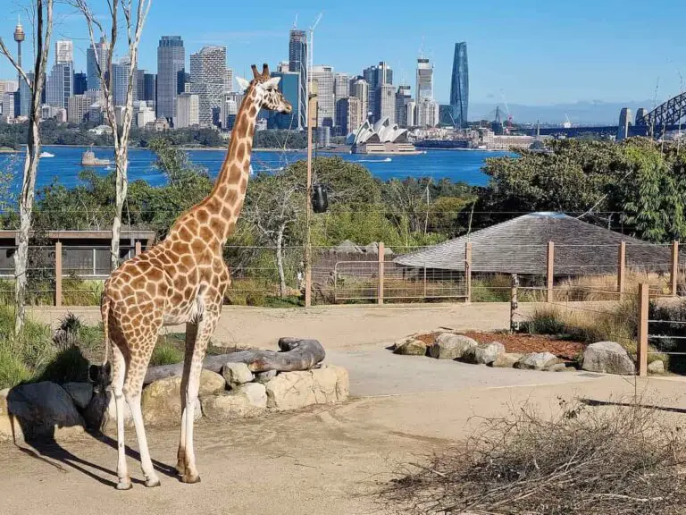 The 5 Best Zoos in New Zealand You Should Visit [2024]